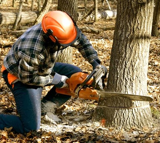 Tree Removal in Grand Marais, MN